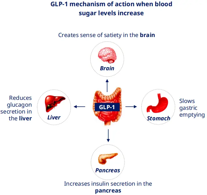 GLP-1 Mechanism