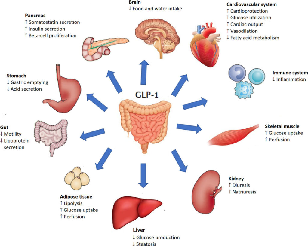 GLP-1 effects on body